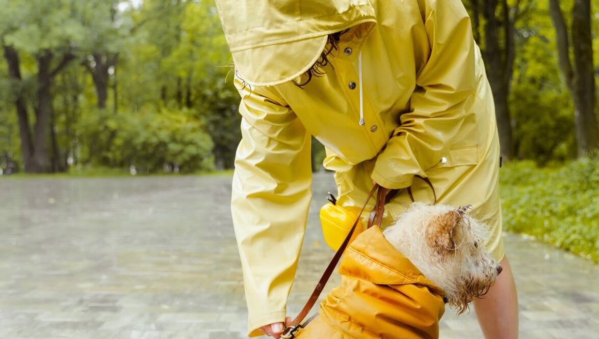 Mascotas bajo la lluvia. Fuente: Pexels.