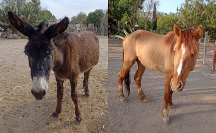 Reportan robo de burritos y caballos de "Burrolandia"; piden ayuda para localizarlos