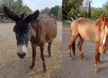 Reportan robo de burritos y caballos de "Burrolandia"; piden ayuda para localizarlos