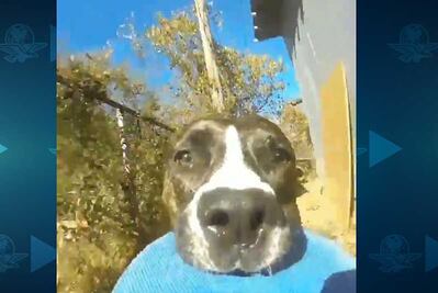 Perro roba cámara y se graba mientras huye