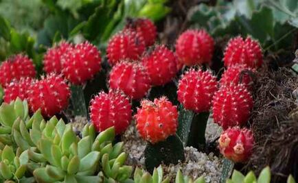 Alerta Plant Lady: el cactus que será tu nueva obsesión 