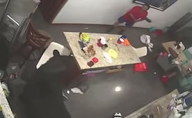 Oso entra a casa en San Pedro Garza García, Nuevo León y agrede a hombre; intentó sacarlo usando una escoba