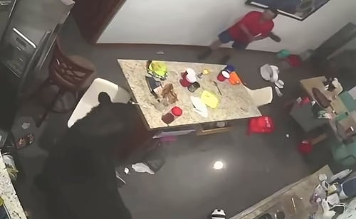 Oso entra a casa en San Pedro Garza García, Nuevo León y agrede a hombre; intentó sacarlo usando una escoba