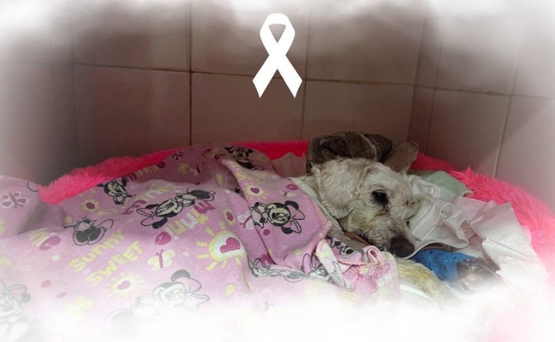 Muere "Chicharrón", el perrito rescatado de accidente vial en Navidad (05/01/2026). Foto: Especial