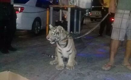 Empresario pasea tigre de bengala en Oaxaca; asegura que es legal