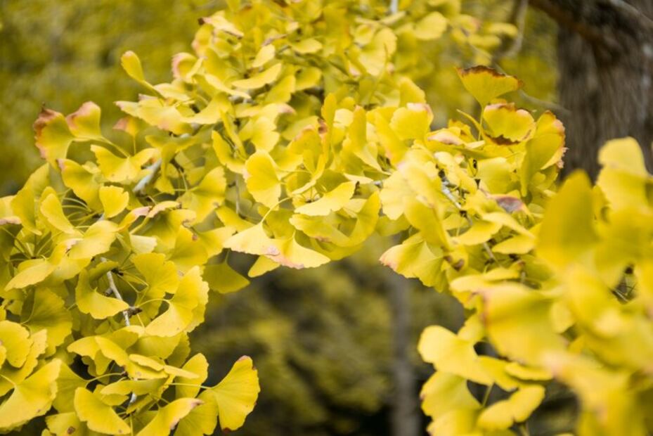 Quiénes no pueden consumir Ginkgo Biloba. Fuente: Freepik