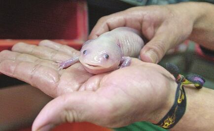 Proponen en el Senado celebrar el Día del Ajolote