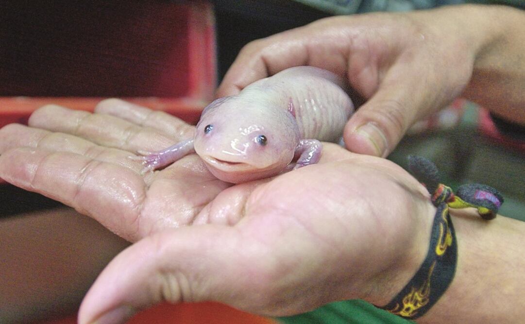 La senadora Silvia Guadalupe Garza explicó que los ajolotes viven en los canales de Xochimilco, los cuales se han visto afectados por la actividad turística (Foto: Archivo / EL UNIVERSAL)