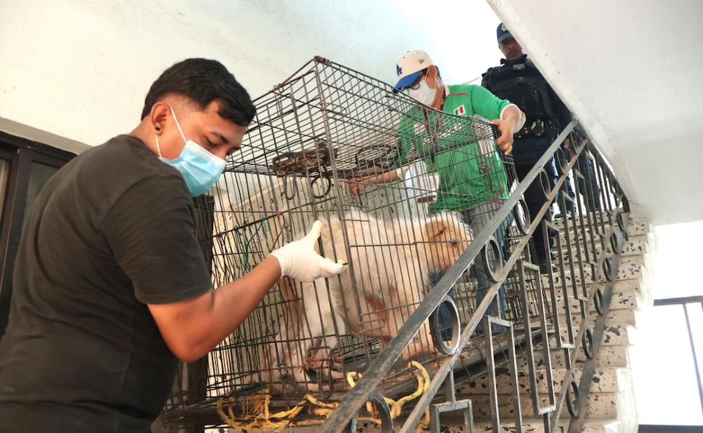 Fue personal de la Dirección de Salud y Protección Animal del municipio de Veracruz quien realizó una diligencia. | Foto: Especial.