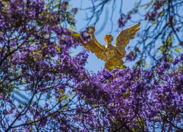 Temporada de jacarandas, ¿cómo llegó el árbol a las calles de la CDMX?