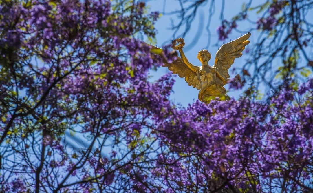 Las jacarandas son originarias de Brasil. Foto: Germán Espinosa / EL UNIVERSAL