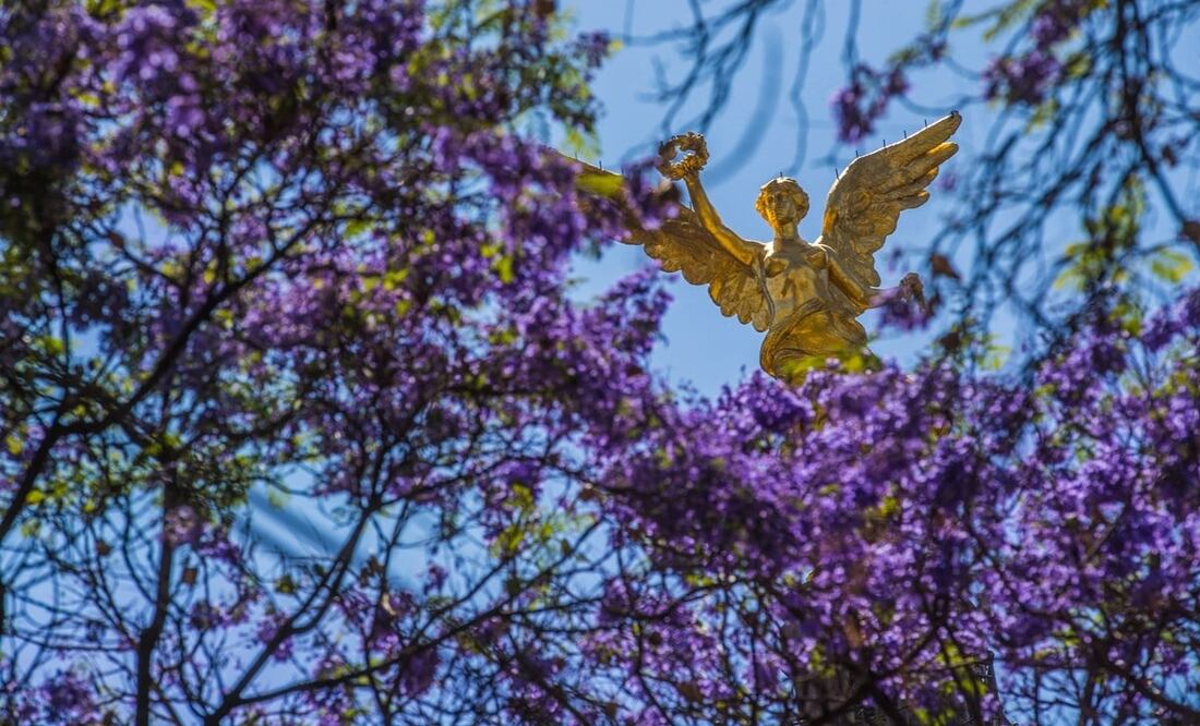 Las jacarandas son originarias de Brasil. Foto: Germán Espinosa / EL UNIVERSAL