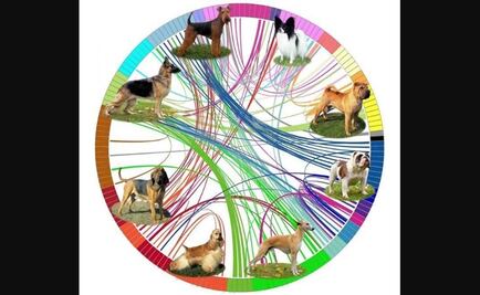 Los perros vinieron desde Asia con los humanos a América 