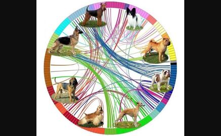 Los perros vinieron desde Asia con los humanos a América