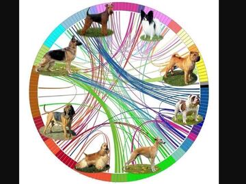 Los perros vinieron desde Asia con los humanos a América