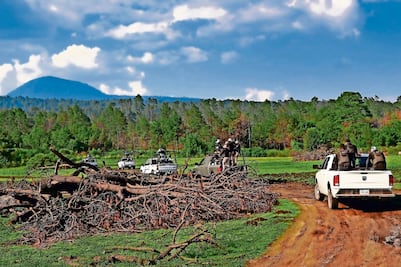 Piden más acciones de inteligencia para combatir tala ilegal