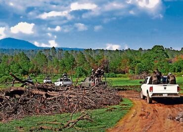 Piden más acciones de inteligencia para combatir tala ilegal