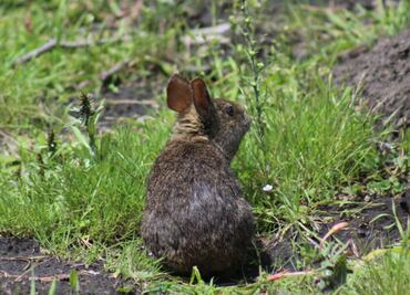 Conejo zacatuche, mejor conocido como Teporingo, no está extinto: Semarnat