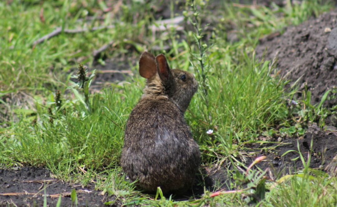 "Hasta el momento, se ha logrado extraer ADN de posibles excretas de zacatuche en dos localidades...”, indicó. FOTO: Semarnat