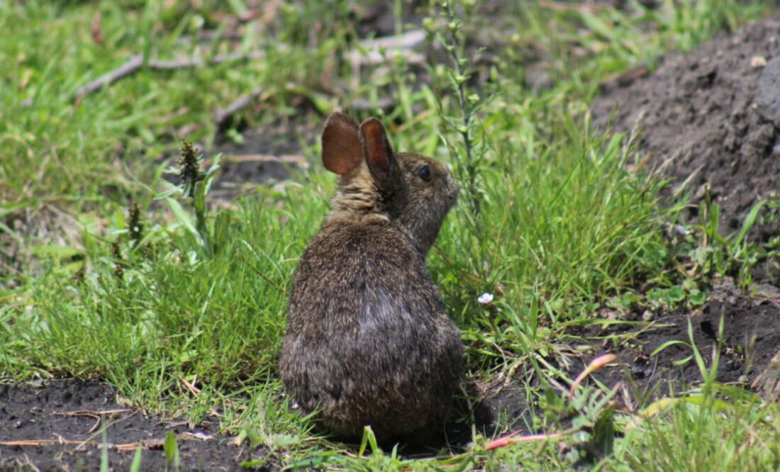 "Hasta el momento, se ha logrado extraer ADN de posibles excretas de zacatuche en dos localidades...”, indicó. FOTO: Semarnat