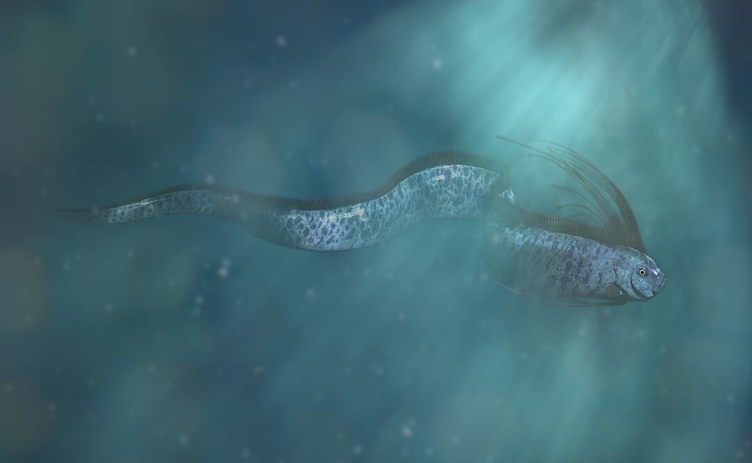 El pez habita en profundidades de aproximadamente mil metros. Foto: iStock