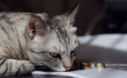 ¿Un gato puede morir por estrés? La respuesta de una veterinaria