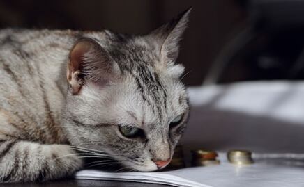 ¿Un gato puede morir por estrés? La respuesta de una veterinaria