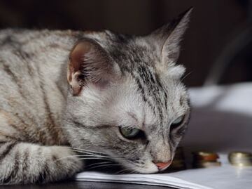 ¿Un gato puede morir por estrés? La respuesta de una veterinaria