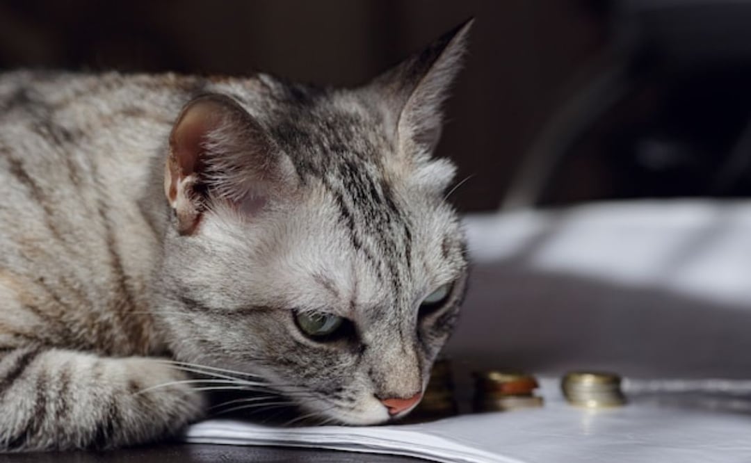 El estrés es una condición peligrosa para los gatos. Fuente: Freepik.