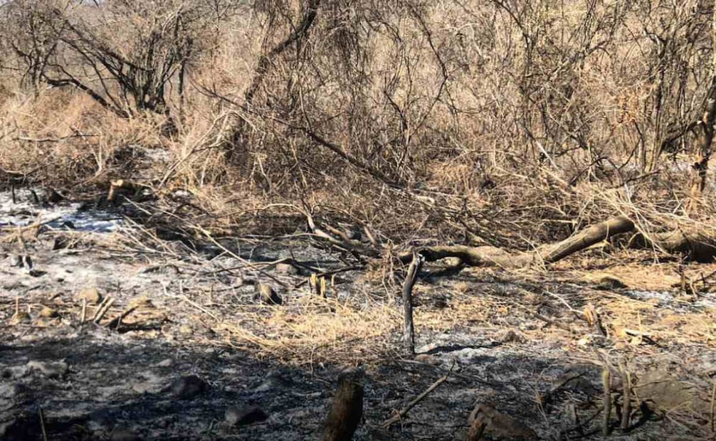 El pasado viernes 6 de marzo fue detenida una persona por presuntamente realizar quemas en un predio con vegetación forestal en una ANP de Tepoztlán, Morelos. Foto: Profepa