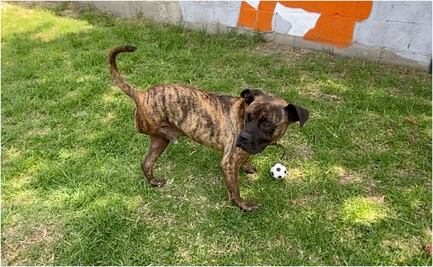 Conoce a Cuco, uno de los 55 perritos que esperan ser adoptados en el Metro 