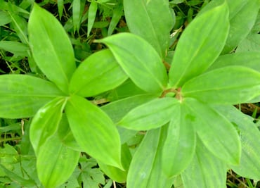 Conoce la planta que reduce los niveles de azúcar en sangre