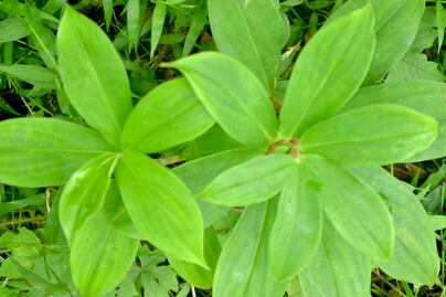 Conoce la planta que reduce los niveles de azúcar en sangre