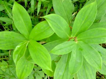 Conoce la planta que reduce los niveles de azúcar en sangre