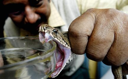 UNAM creates powerful antivenom for snake bites