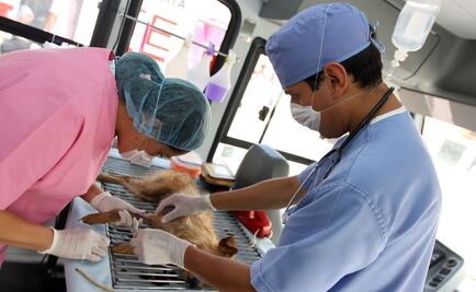 Alertan por presencia de falsos veterinarios en Hidalgo; realizan esterilizaciones a domicilio causado la muerte de mascotas