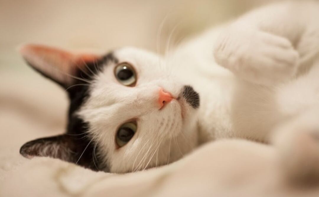 Respiración abdominal en gatos. Fuente: Freepik