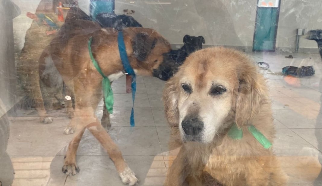 Diputados supervisan albergue de perros rescatados en la GAM; anuncian campañas de adopción. Foto: Omar Díaz