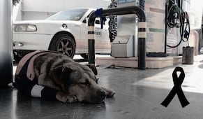 Muere “Solovino”, perrito despachador de gasolinera en Toluca; caso desata indignación en redes sociales