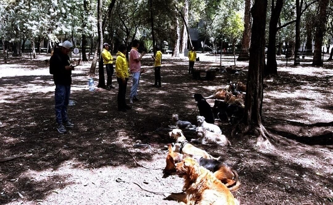 ¿Por qué cerraron el Parque Canino de Chapultepec? Vecinos exigen su reapertura. Foto: Captura de pantalla