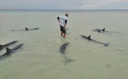 Profepa rescata nueve delfines en La Paz