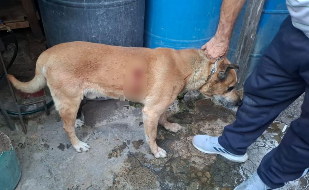 Detienen a presunto agresor de dos perros con arma blanca en Iztapalapa; habría estado en estado de ebriedad.
Foto: Especial.