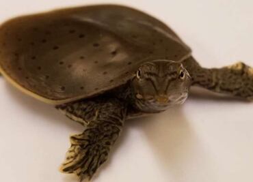 Genoma de dinosaurios se vislumbra entre aves y tortugas