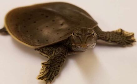 Genoma de dinosaurios se vislumbra entre aves y tortugas