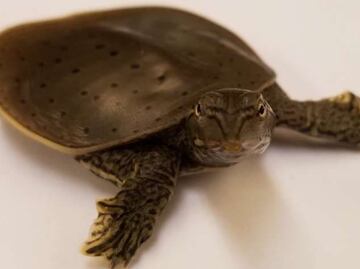 Genoma de dinosaurios se vislumbra entre aves y tortugas