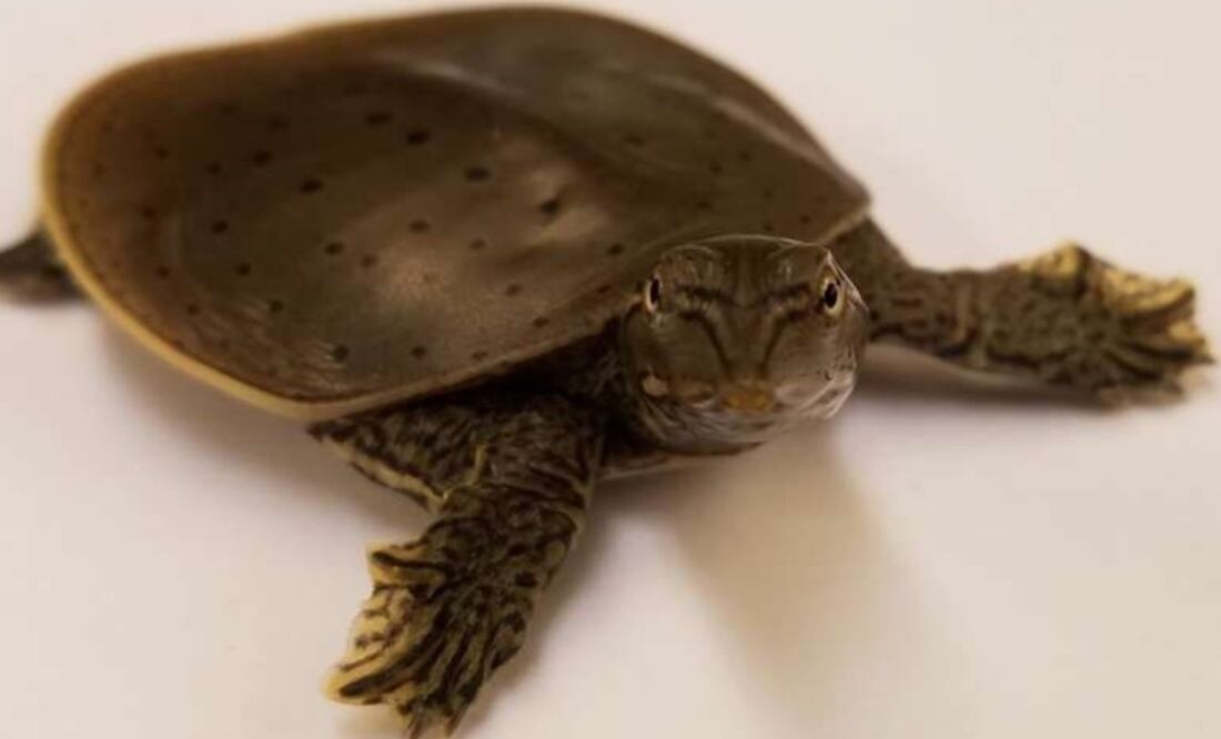 Foto: Universidad de Kent vía Europa Press