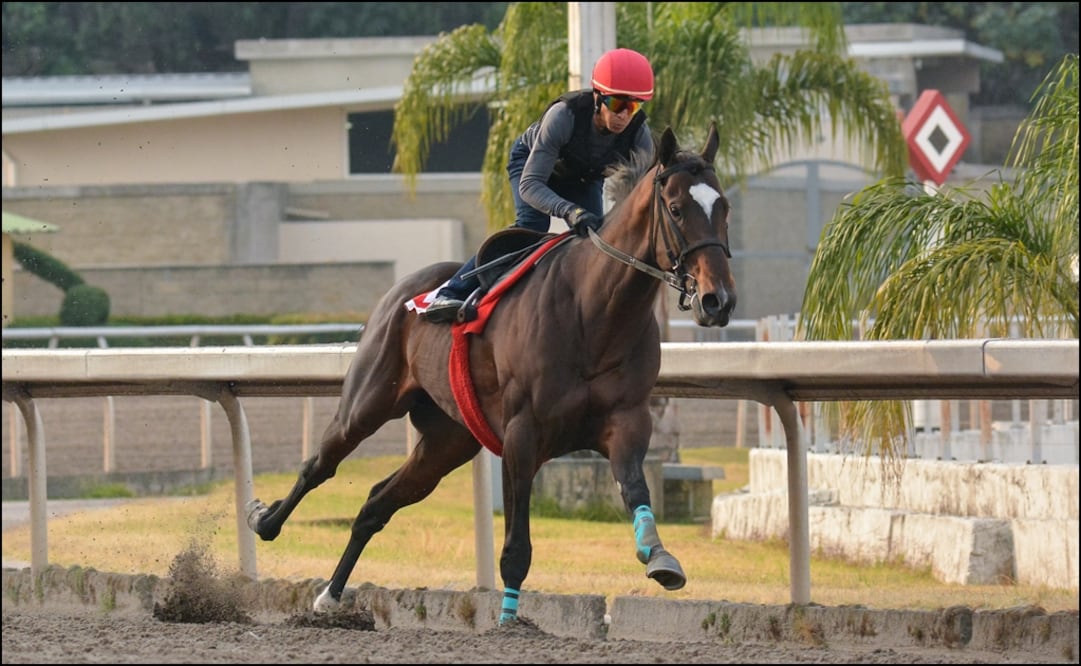Kukulkán es el primer invicto mexicano en 14 carreras en 75 años de historia de la hípica en el país. Foto: Especial
