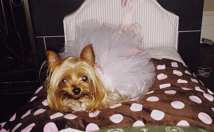 Britney Spears no escatima en sus mascotas