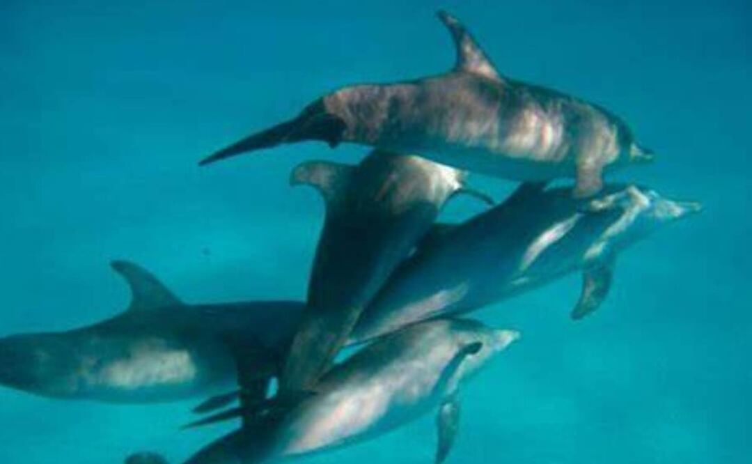 Foto: Especial/El Universal