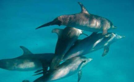 ¿Ejército de delfines? Rusia despliega mamíferos para proteger sus barcos